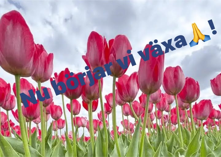 Östra kåren, Frälsningsarmen